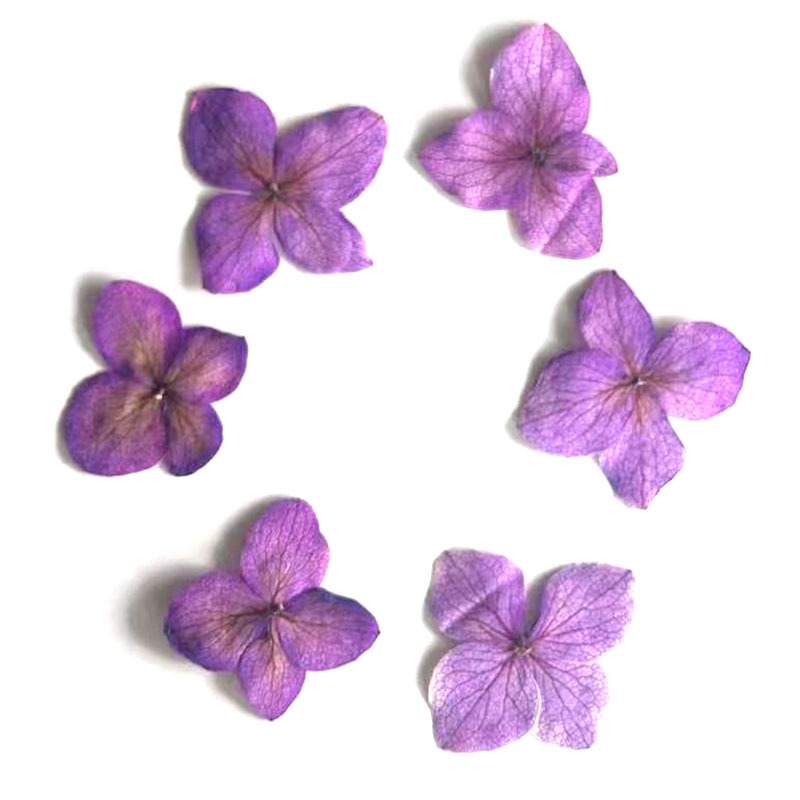 60Pcs Anna Hydrangea Color-Abs - đánh giá và giá Resin Art For Photo Frame