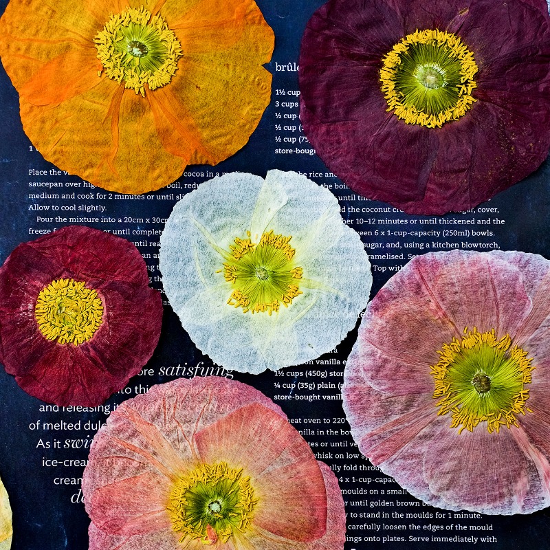 1pcs,Nature Field Poppy Presse - đánh giá và giá Resin Art For Photo Frame