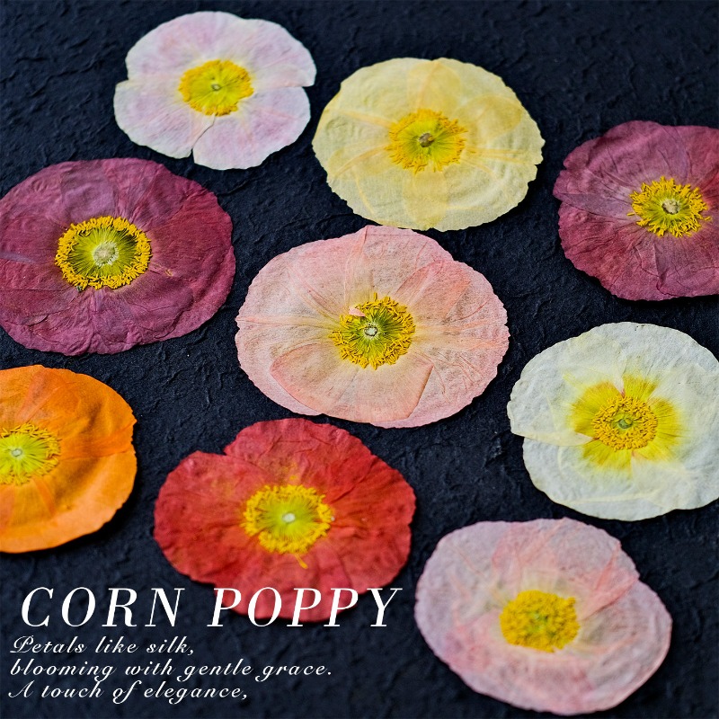 1pcs,Nature Field Poppy Presse - đánh giá và giá Resin Art For Photo Frame