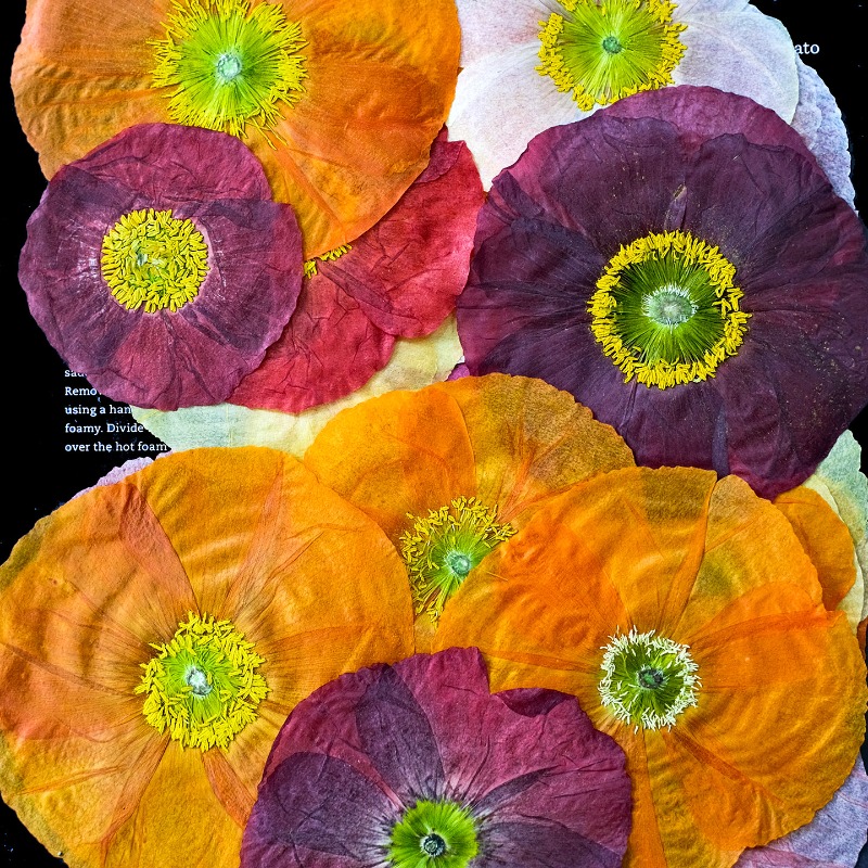 1pcs,Nature Field Poppy Presse - đánh giá và giá Resin Art For Photo Frame