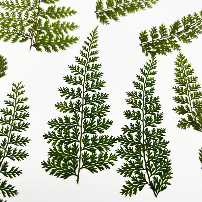 100Pcs Natural Rain Fern Leaf  - đánh giá và giá Resin Art For Photo Frame