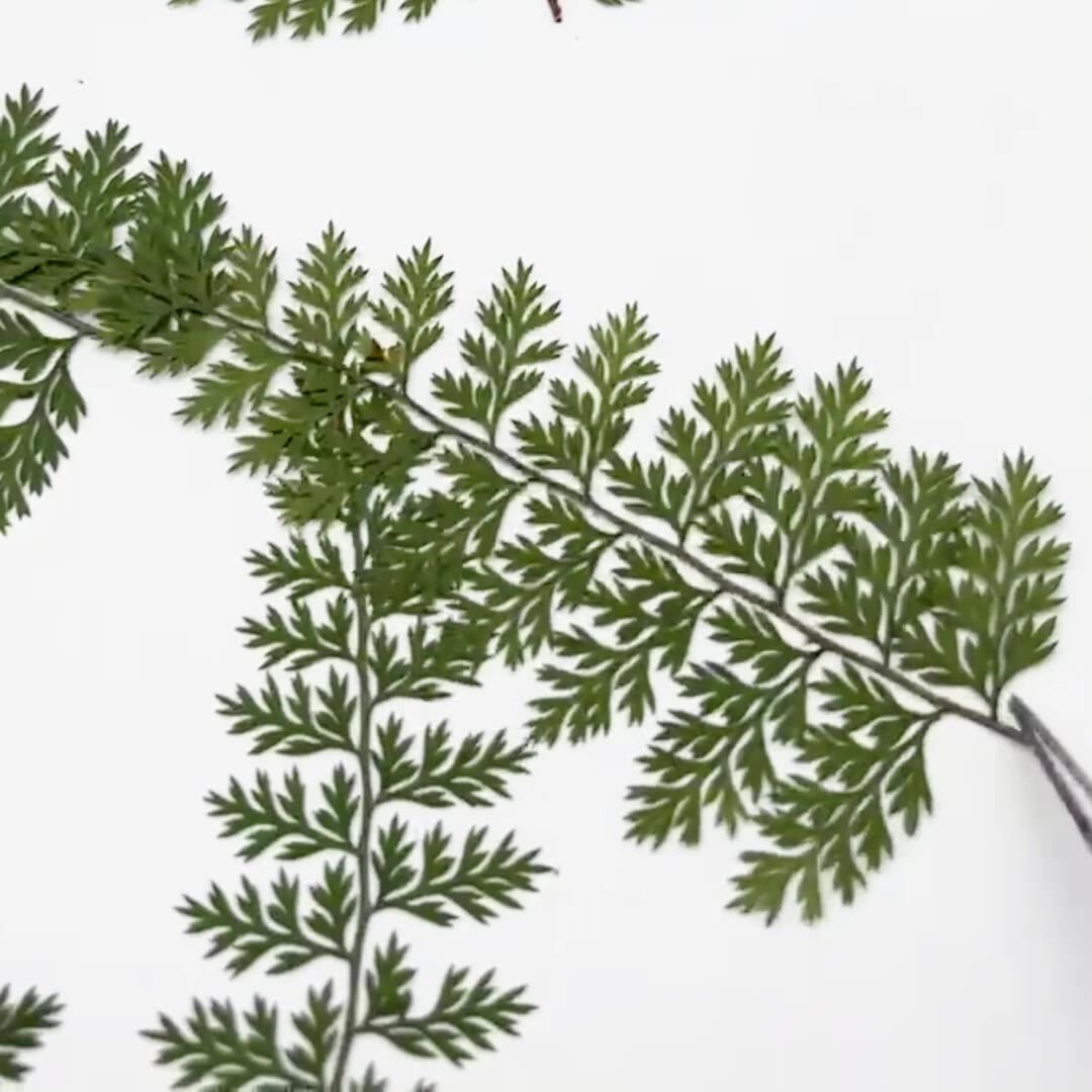 100Pcs Natural Rain Fern Leaf  - đánh giá và giá Resin Art For Photo Frame
