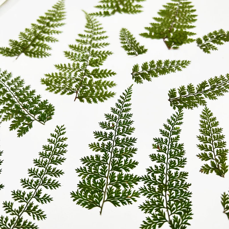 100Pcs Natural Rain Fern Leaf  - đánh giá và giá Resin Art For Photo Frame