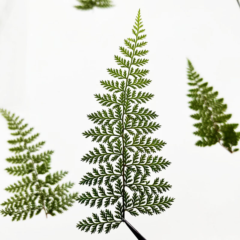 100Pcs Natural Rain Fern Leaf  - đánh giá và giá Resin Art For Photo Frame
